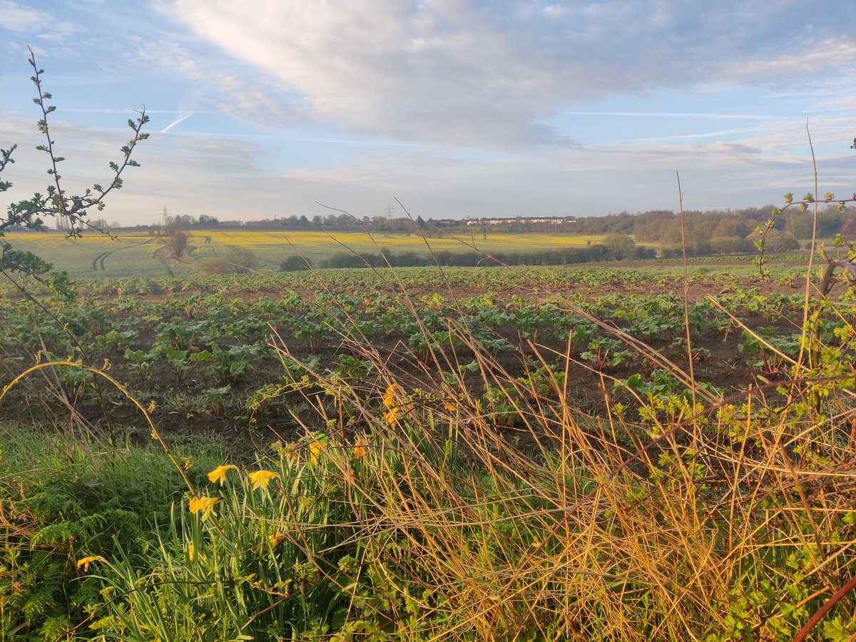 OptimoBusiness's tweet image. This wasn&apos;t a bad start to the day 😍 #springinfullswing #Rothwell