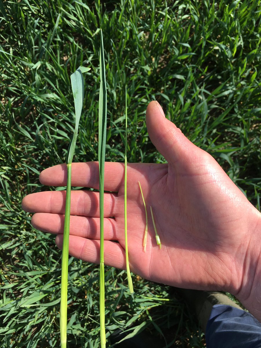 Chocks away, hybrid rye motoring now