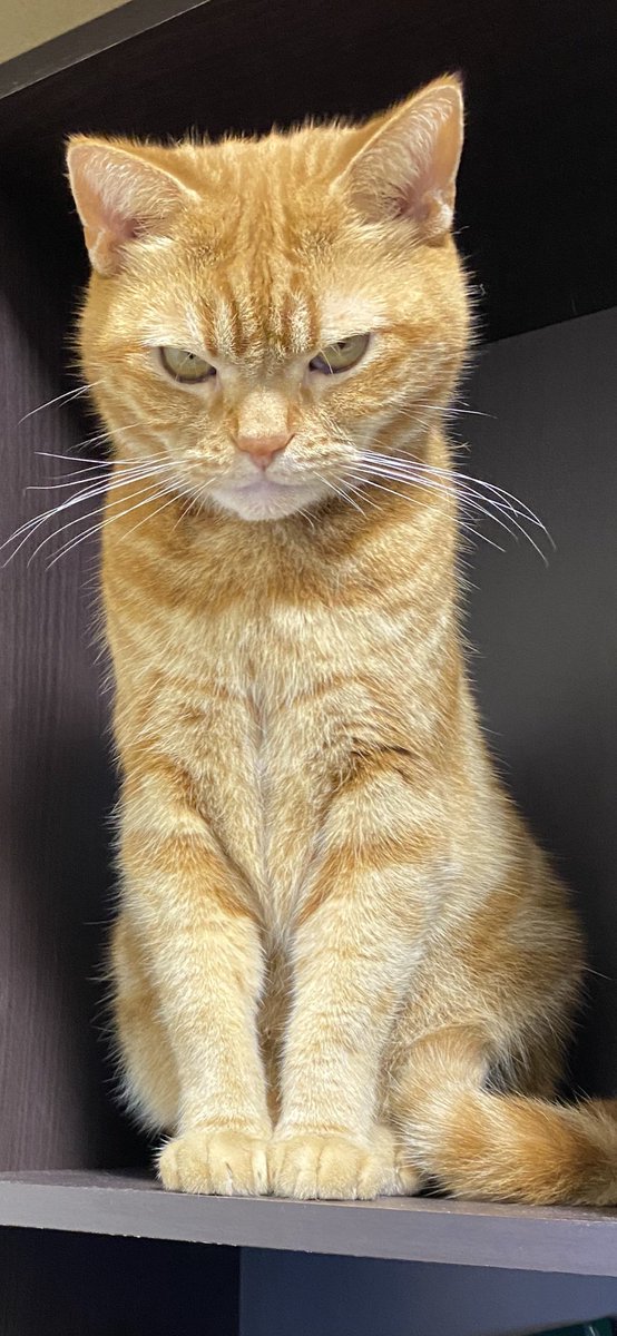 ガブとぽんず🐷😾パチスロ生配信 tweet media