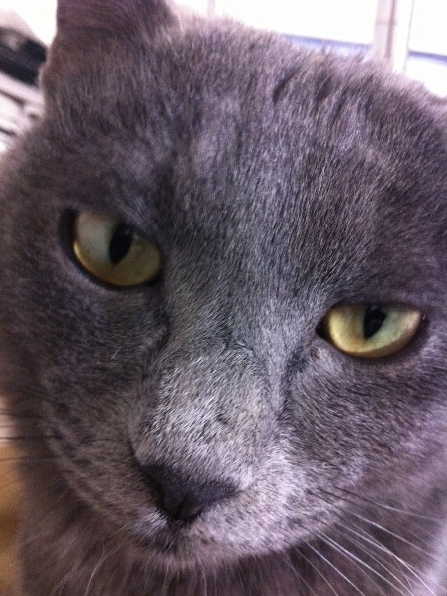 ガブとぽんず🐷😾パチスロ生配信 tweet media