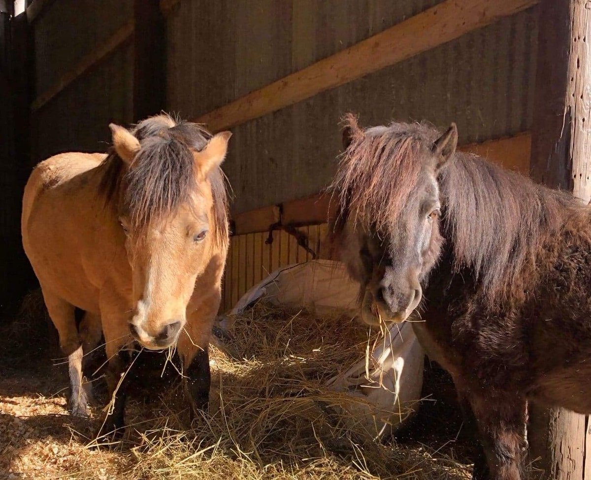 re__animate's tweet photo. The 3 F's

Friends, Forage and Freedom

The 3 F's are highly important for our horses' wellbeing &amp; mental health.

#BridgeofAllan #horses #charity #stirling #mentalhealthawareness #mentalhealthmatters #animal https://t.co/XXlzoDKFLC
