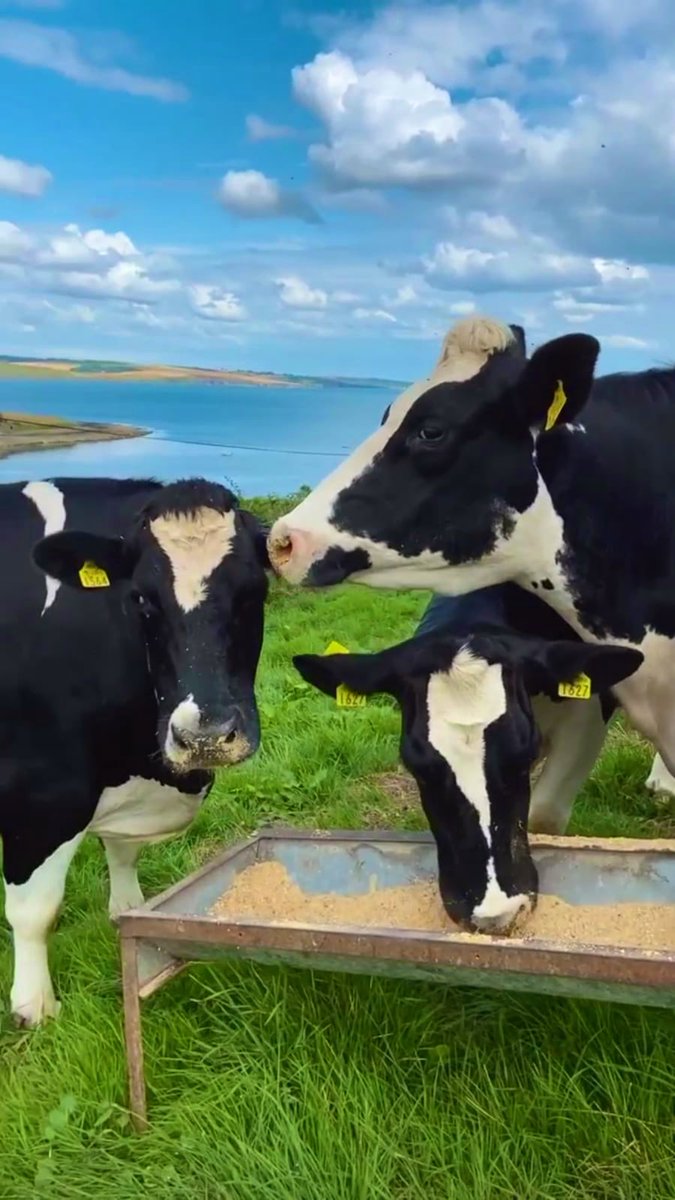 Giving your herd an optimal diet tailored to individual requirements will increase performance output to optimal levels as well as improving herd health &amp; lowering GHG emissions
Start today by using MILJO,
link in bio for more

#TheFutureOfAnimalNutrition #MILJO #AgTech #AgriTech