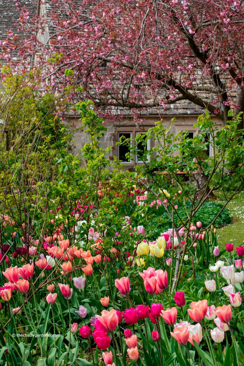 Delighted to see my article on the tulips at a beautiful #Cotswolds garden in this week’s <a href="/GardenNewsmag/">Garden News</a> 
#gardening #tulips