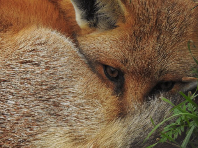 British Wildlife Centre tweet media