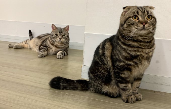 ドラマ 警視庁 捜査一課長 の猫推しに歓喜 謎の子猫加入で可愛いが渋滞中 いぬねこ