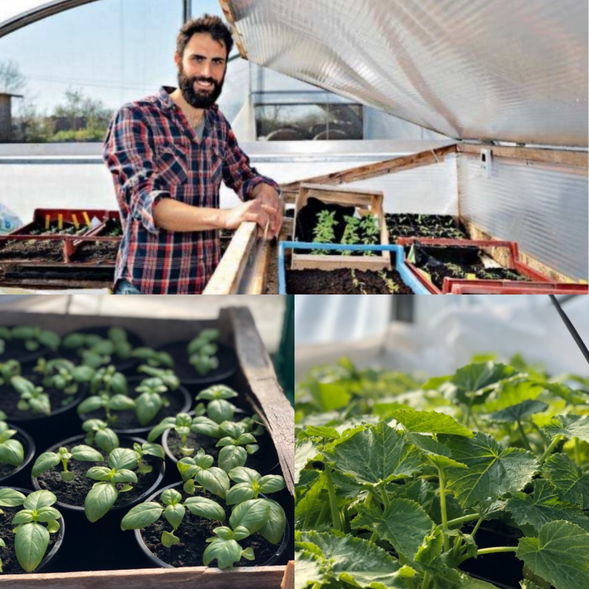 P'tits poids carottes tweet media