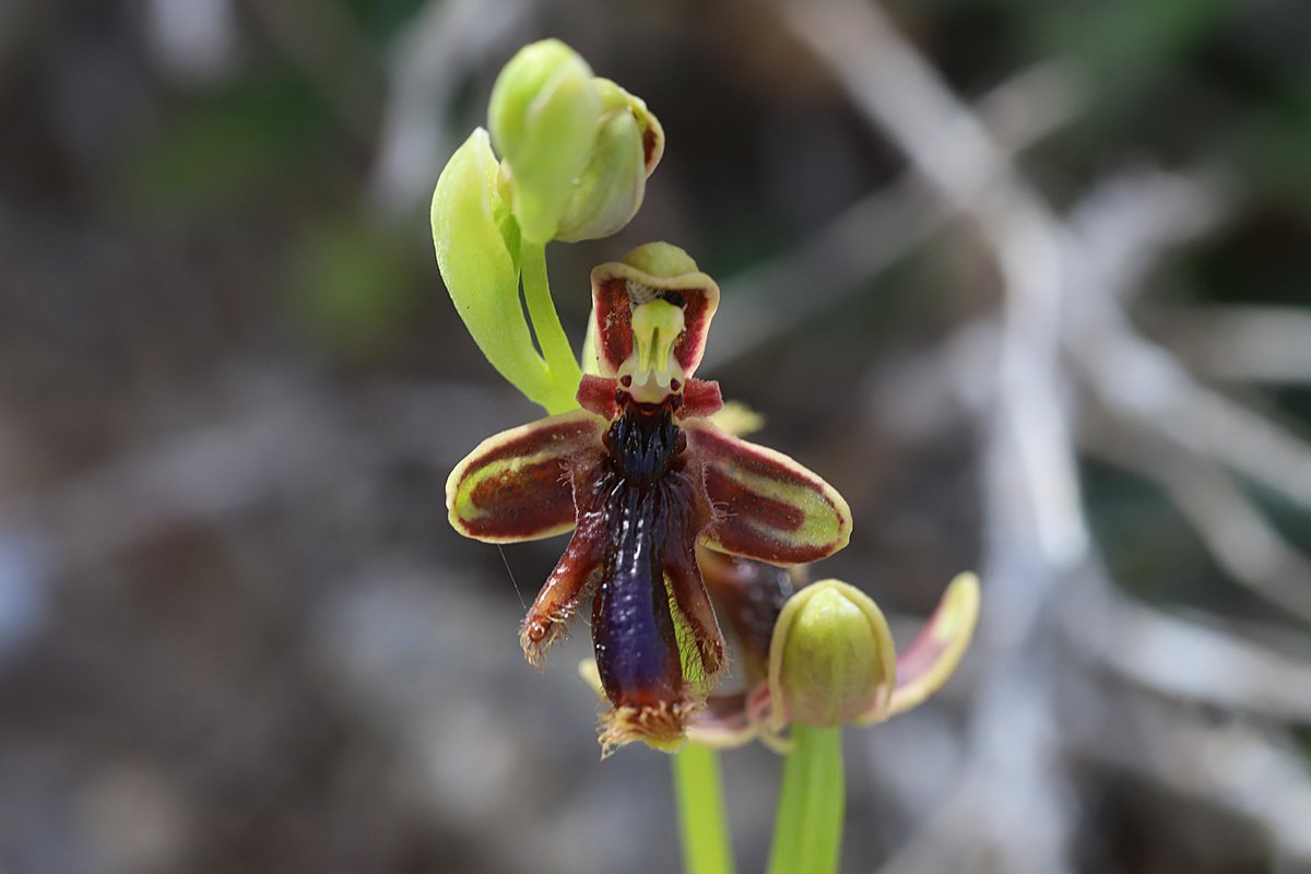 And then, there's always an orchid:

Ophrys regis-ferdinandii
