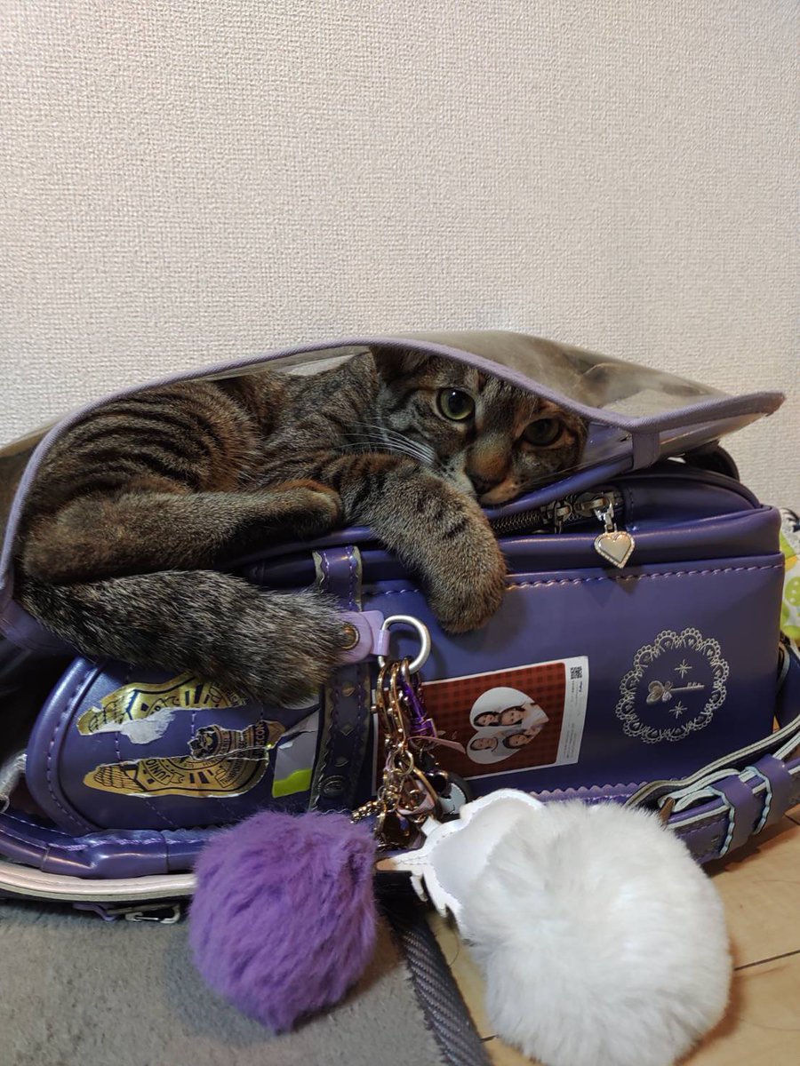 xitlakia's tweet photo. リリー in ランドセル🎒😅
なんでそんなとこ入ってるかなw
その姿勢楽なのか？w
#猫の居る暮らし #猫好きな人と繋がりたい https://t.co/GevhGvyyKf