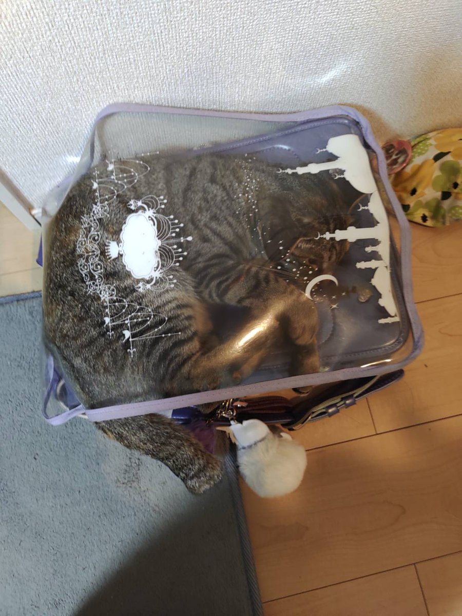xitlakia's tweet photo. リリー in ランドセル🎒😅
なんでそんなとこ入ってるかなw
その姿勢楽なのか？w
#猫の居る暮らし #猫好きな人と繋がりたい https://t.co/GevhGvyyKf