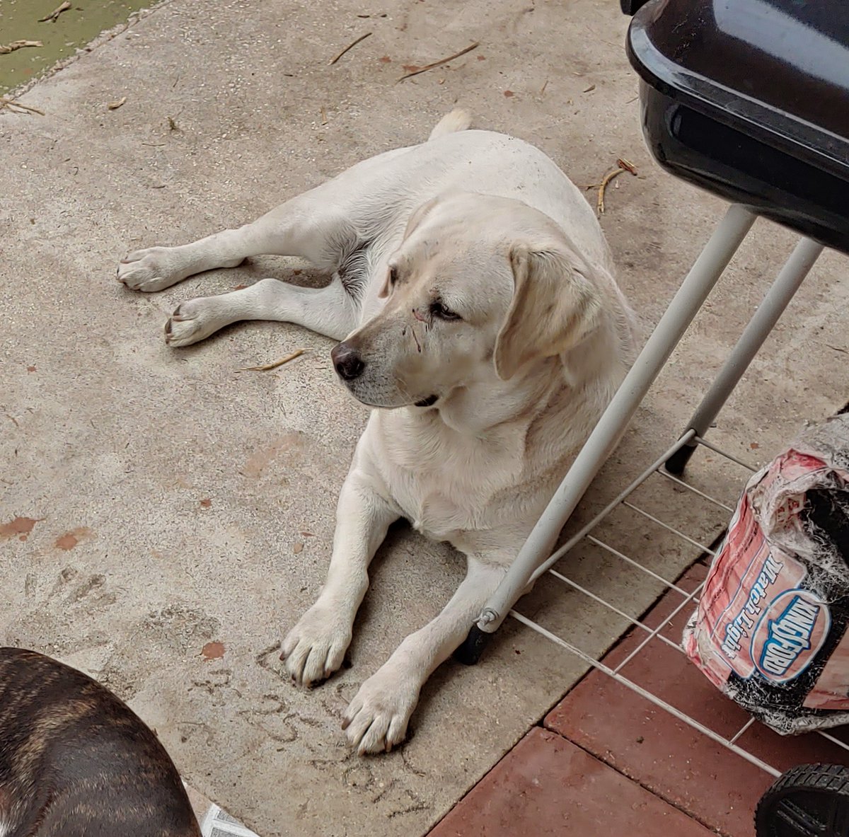 AceSpinelli's tweet photo. Poor Sophia. You were so energetic and happy yesterday. A sweet dog with so much love to give. I don't know why you had to go but I love you. https://t.co/Skz9MfQAgz