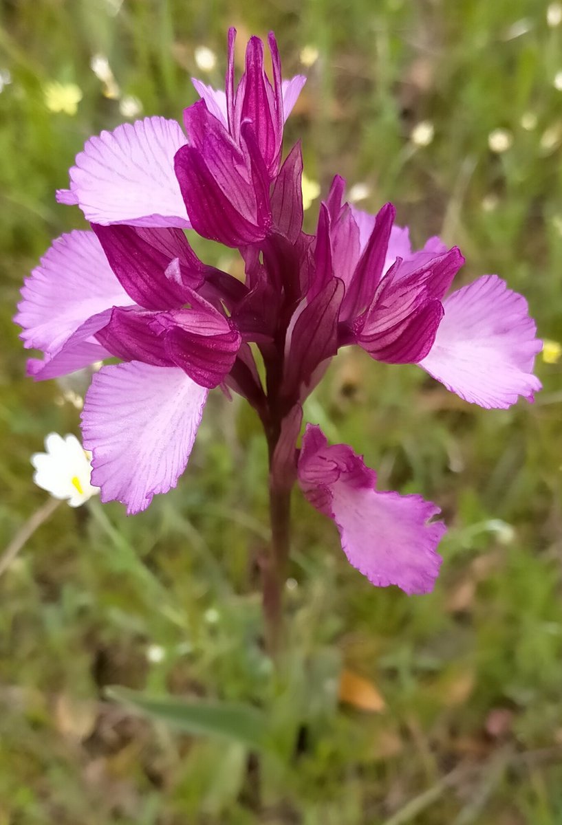 Joaquin_Cale's tweet photo. Orquídea mariposa en el entorno del paisaje minero de #Linares.Camino real hacia la Mina la mejicana y Paño pico. https://t.co/LRYQ1t9fwP