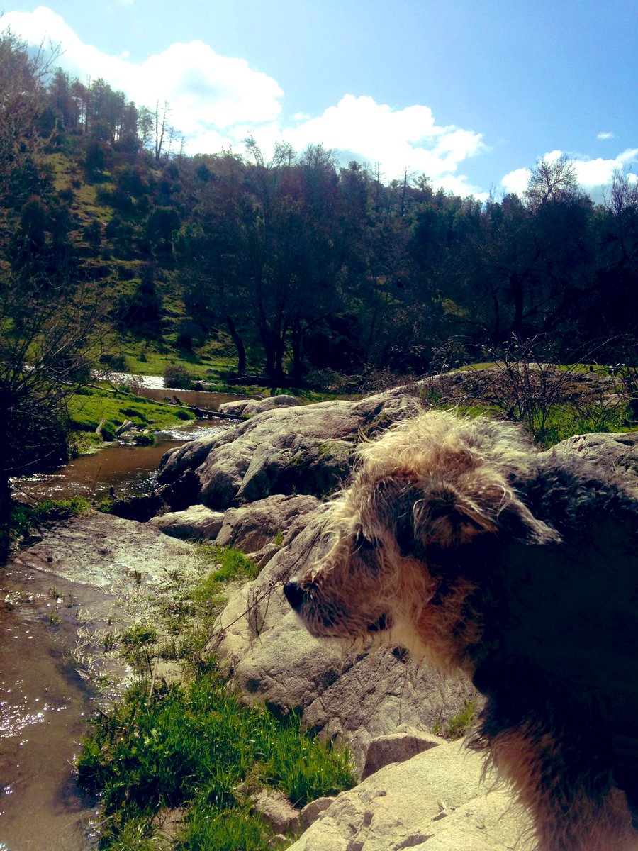 _gascoyne's tweet photo. De paseo 🐕🌳 https://t.co/zMxeuAgIik