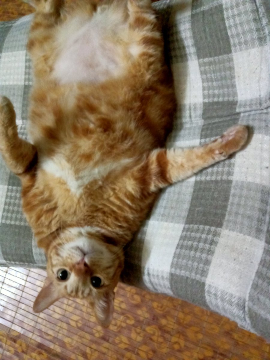 Zfrn19's tweet photo. Rate my cat. 🐈 https://t.co/v4a7rgXq8l