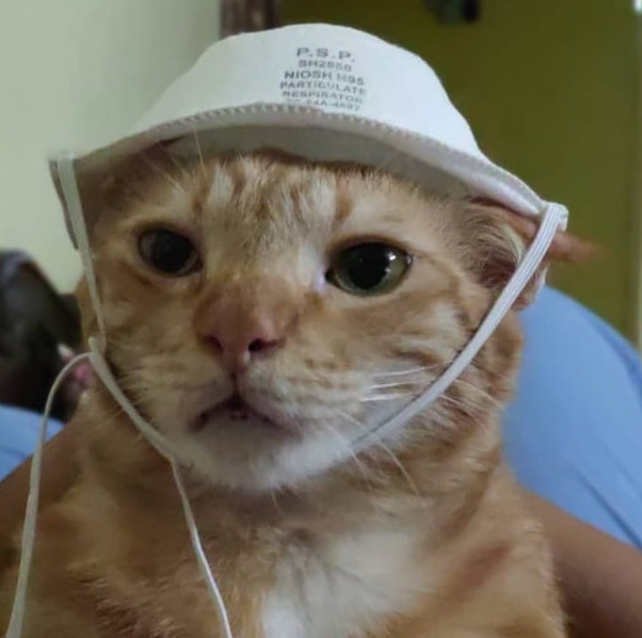Zfrn19's tweet photo. Rate my cat. 🐈 https://t.co/v4a7rgXq8l