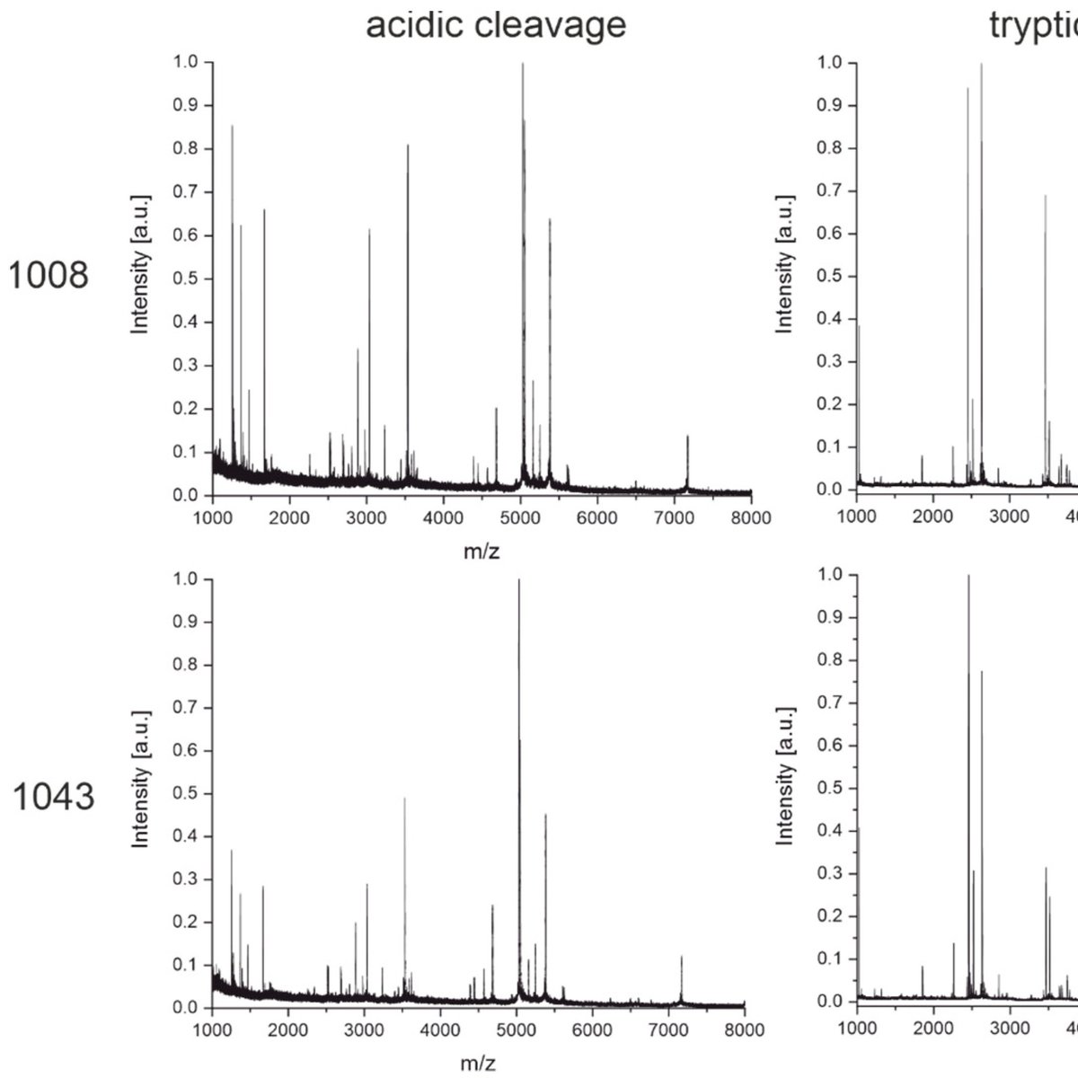 Michael G. Weller (@michaelgweller) on Twitter photo Do you want to facilitate the transfer and replication of your work? Now antibodies can be identified in less than 1 hour!
mdpi.com/2073-4468/11/2…
<a href="/MDPIOpenAccess/">MDPI</a> <a href="/BAMResearch/">BAM_DE</a> <a href="/rki_de/">Robert Koch-Institut</a> <a href="/BrukerMassSpec/">BrukerMassSpec</a> <a href="/diagnostik_bb/">DiagnostikNet-BB</a> <a href="/gmbh_up/">UP Transfer GmbH an der Universität Potsdam</a> <a href="/HumboldtUni/">Humboldt-Universität zu Berlin</a> #antibodies #monoclonal #diagnostics Do you want to facilitate the transfer and replication of your work? Now antibodies can be identified in less than 1 hour!
mdpi.com/2073-4468/11/2…
<a href="/MDPIOpenAccess/">MDPI</a> <a href="/BAMResearch/">BAM_DE</a> <a href="/rki_de/">Robert Koch-Institut</a> <a href="/BrukerMassSpec/">BrukerMassSpec</a> <a href="/diagnostik_bb/">DiagnostikNet-BB</a> <a href="/gmbh_up/">UP Transfer GmbH an der Universität Potsdam</a> <a href="/HumboldtUni/">Humboldt-Universität zu Berlin</a> #antibodies #monoclonal #diagnostics