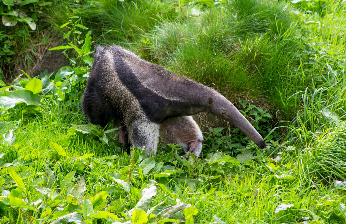 rzss's tweet photo. Come with us to a GIANT family-friendly event!

We'll be at @ASPS_Philately in Perth 22-23 April for the launch of our Giants programme, a new Spanish and Mandarin Science in the Language Class ALL about giant anteaters and giant pandas 🐼

Find out more ➡️https://t.co/Z9PuKseLDV https://t.co/fzDVFe4iVj