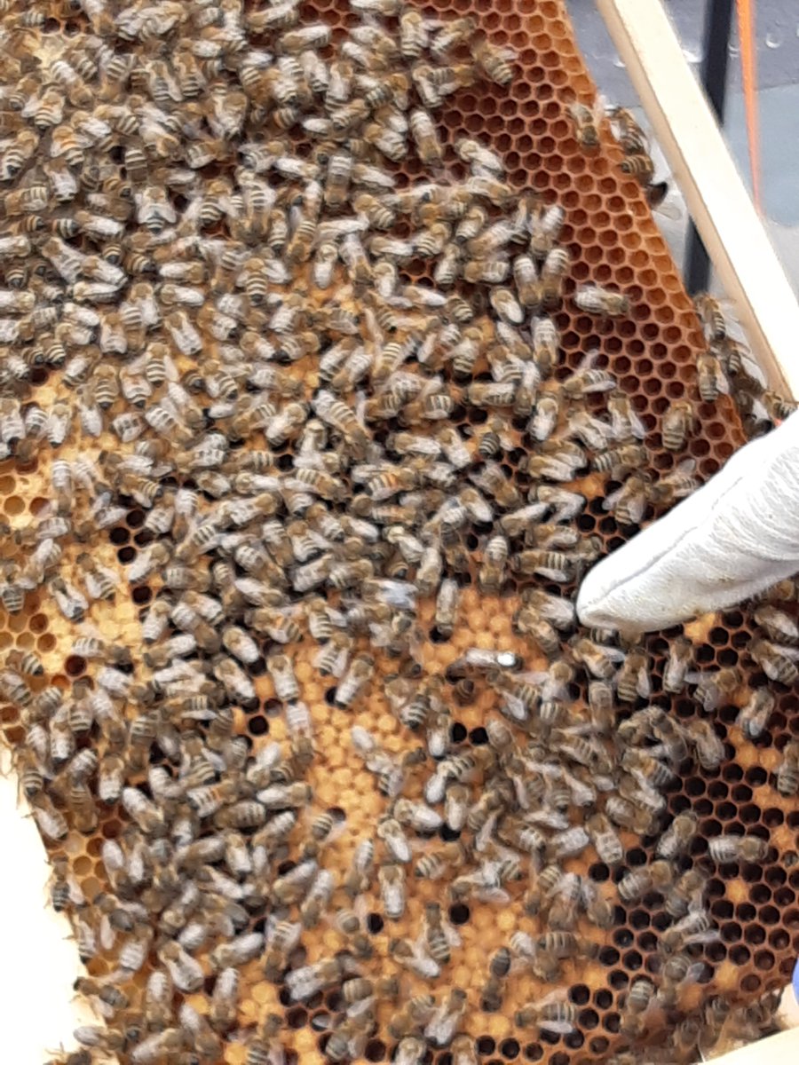 Motherwellsc's tweet photo. ๐The Bee's have arrived for the roof top hives at Motherwell Shopping Centre. Thanks to Meik @WebsterHoney for a very informative demonstration.
Hopefully we will have honey by the end of May. #sustainable #bees #bringingbacknature
@Motherwellsc @My_Motherwell https://t.co/YaAogL9xTA