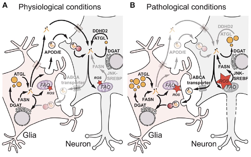 Our review with @EvaIslimye and Victor Girard on #LipidDroplets in the nervous system is now out online. We discuss some surprising differences in lipid droplet subfunctions in #glia, #neurons and #NeuralStemCells frontiersin.org/article/10.338…