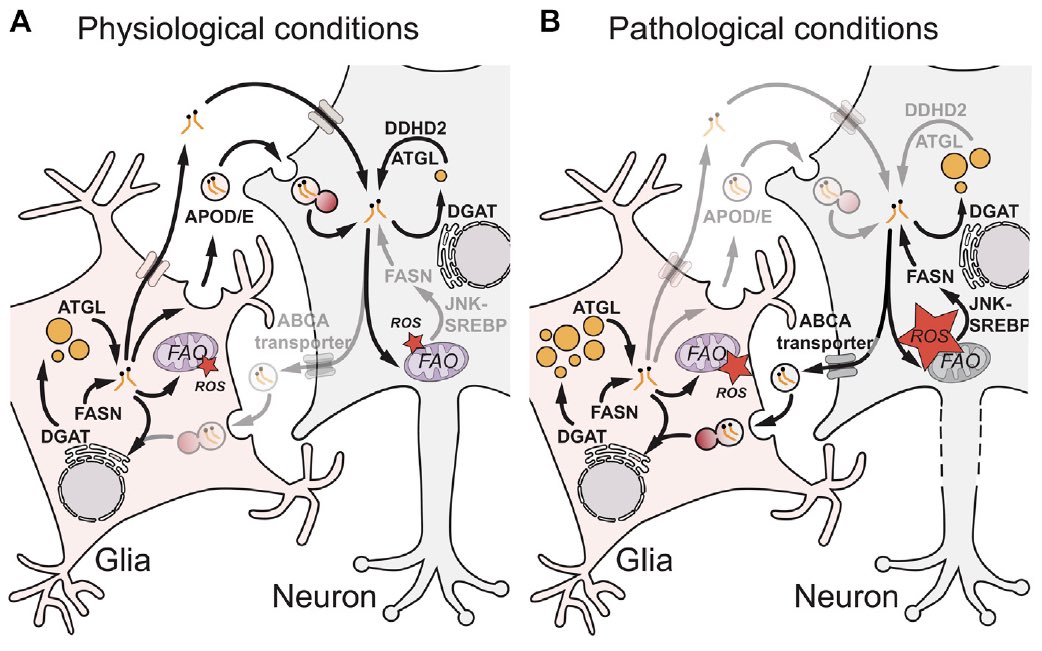 Alex Gould Lab, now only @alexgouldlab.bsky.social (@alexgouldlab) on Twitter photo Our review with <a href="/EvaIslimye/">Eva Islimye</a> and Victor Girard on #LipidDroplets in the nervous system is now out online. We discuss some surprising differences in lipid droplet subfunctions in #glia, #neurons and #NeuralStemCells
frontiersin.org/article/10.338… Our review with <a href="/EvaIslimye/">Eva Islimye</a> and Victor Girard on #LipidDroplets in the nervous system is now out online. We discuss some surprising differences in lipid droplet subfunctions in #glia, #neurons and #NeuralStemCells
frontiersin.org/article/10.338…