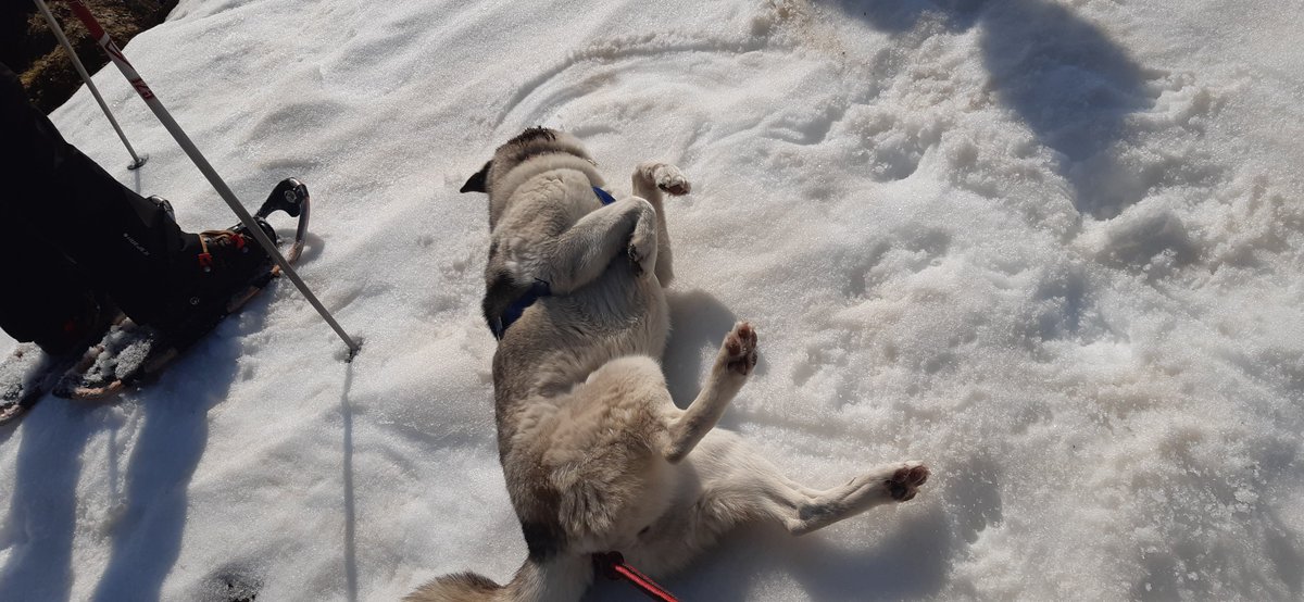 nanointercell's tweet photo. Our lab day @nanointercell included Swiss Alps, snow shoeing, team-building activities, and HUSKIES!!! The huskies were attached to each of us and pulled us up the hills. It was an unforgettable experience for everyone. 🤩❤️🇨🇭🐶🐶🐶 https://t.co/O0PbnLwjA9