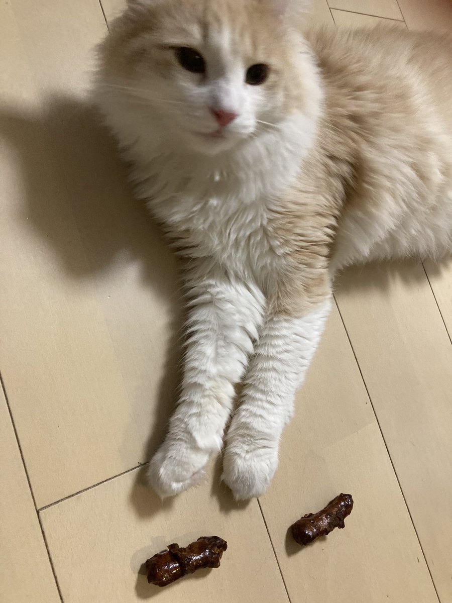 yu36874377's tweet photo. ドッキリに引っ掛からなかった猫🐈

#猫
#ノルウェージャンフォレストキャット
#ドッキリ
#かりんとう https://t.co/9Diy1QIxfx