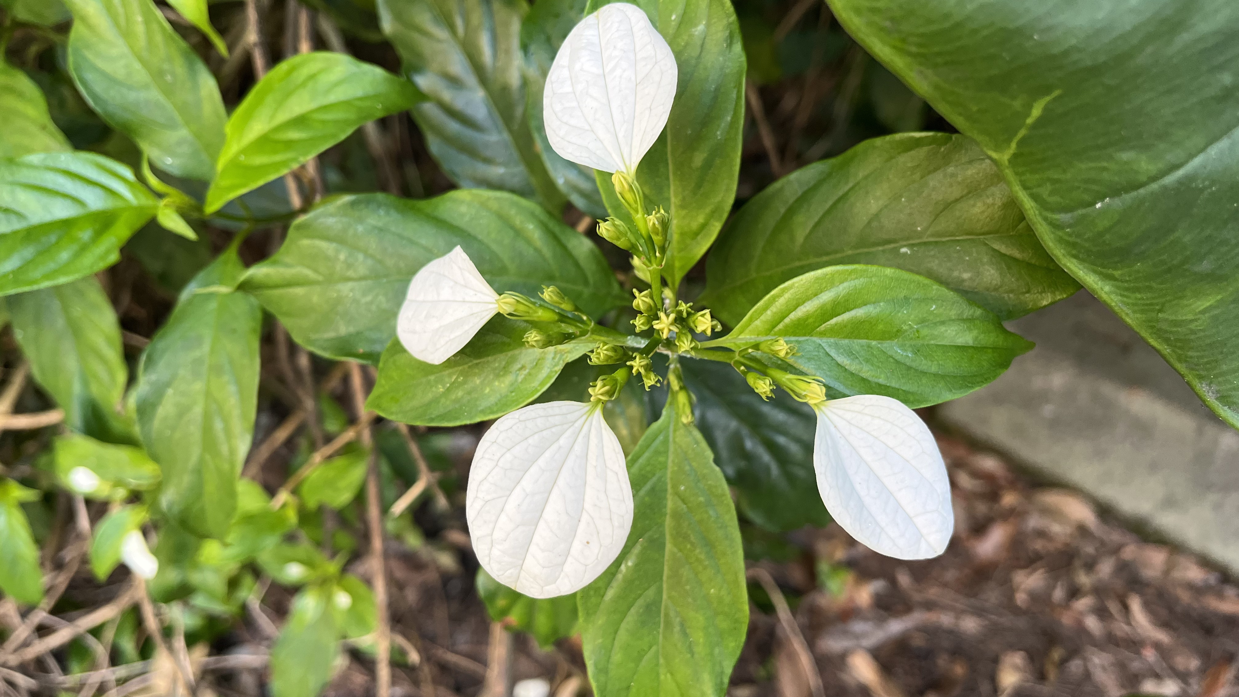 かな よく間違えられる です 枝の先の葉っぱが白くなり そこに小さな黄色の花が咲く木 名前は知らない 今日も一日お疲れさまでした たくさん訪れて下さりありがとう 楽しい木曜夜のひとときをお過ごしください お疲れさま 木 白い葉 ありがとう