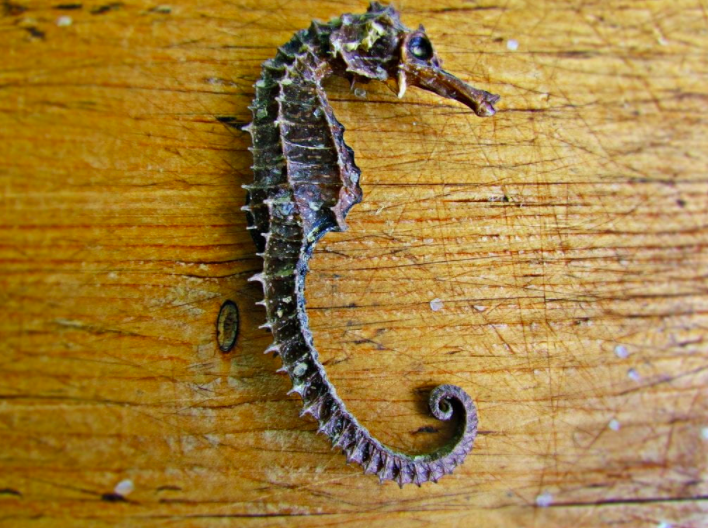 PMerchant9's tweet photo. Seahorses, Chinese traditional medicine, Peru, vaccines, illegal fishing ... want to know how these are connected? Read @RebeccaMIrons's 'Seahorse Exports in the Sinopharm era' @PaulMerchant2 @ahrcpress @UoBrisCEH #sustainability #pacific #Peru #China https://t.co/tNlYdtav0z