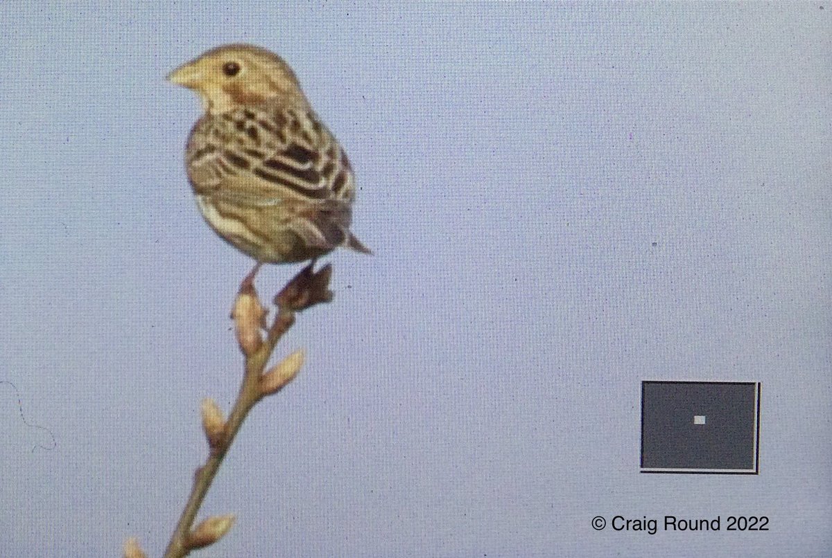 Lutley Wedge Worcs/W.Mids 14/4.
2 CORN BUNTING ! Perched At the top of Hodge Hill early this morning, right on the county boundary between Worcs/WMids. The first record at Lutley Wedge and #patchgold ! ⁦
⁦@Worcs_bird⁩ ⁦@WorcsBirding⁩