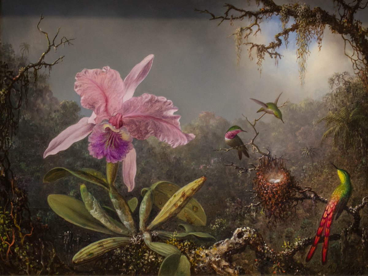 LordFredericLe1's tweet photo. This is Martin Johnson Heade's amazing 1871 painting, Cattleya Orchid and Three Hummingbirds!!!! #Art #Fineart #nature #Hummingbirds #Artist #Painter #heade #Painting #Landscape #Flowers #Floral #HudsonRiverSchool #Botanical https://t.co/AzKRvzcIcb