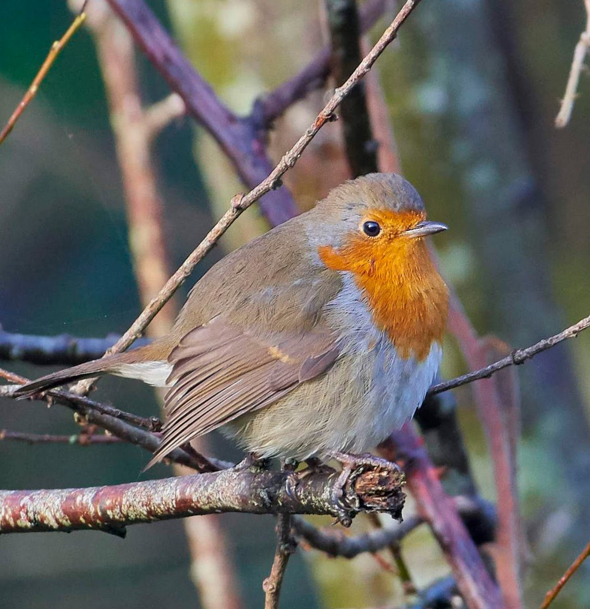paulhayes55's tweet photo. Robin. https://t.co/JCZZ5v09OR