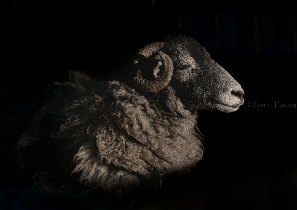 A current work in progress.  May put it into print.  The light in the lambing shed is really lovely first thing in the morning.  The sun streams through the big windows, and those lucky enough to have a shaft of warm light in their pen soak it up gratefully. #sheep #lambing2022