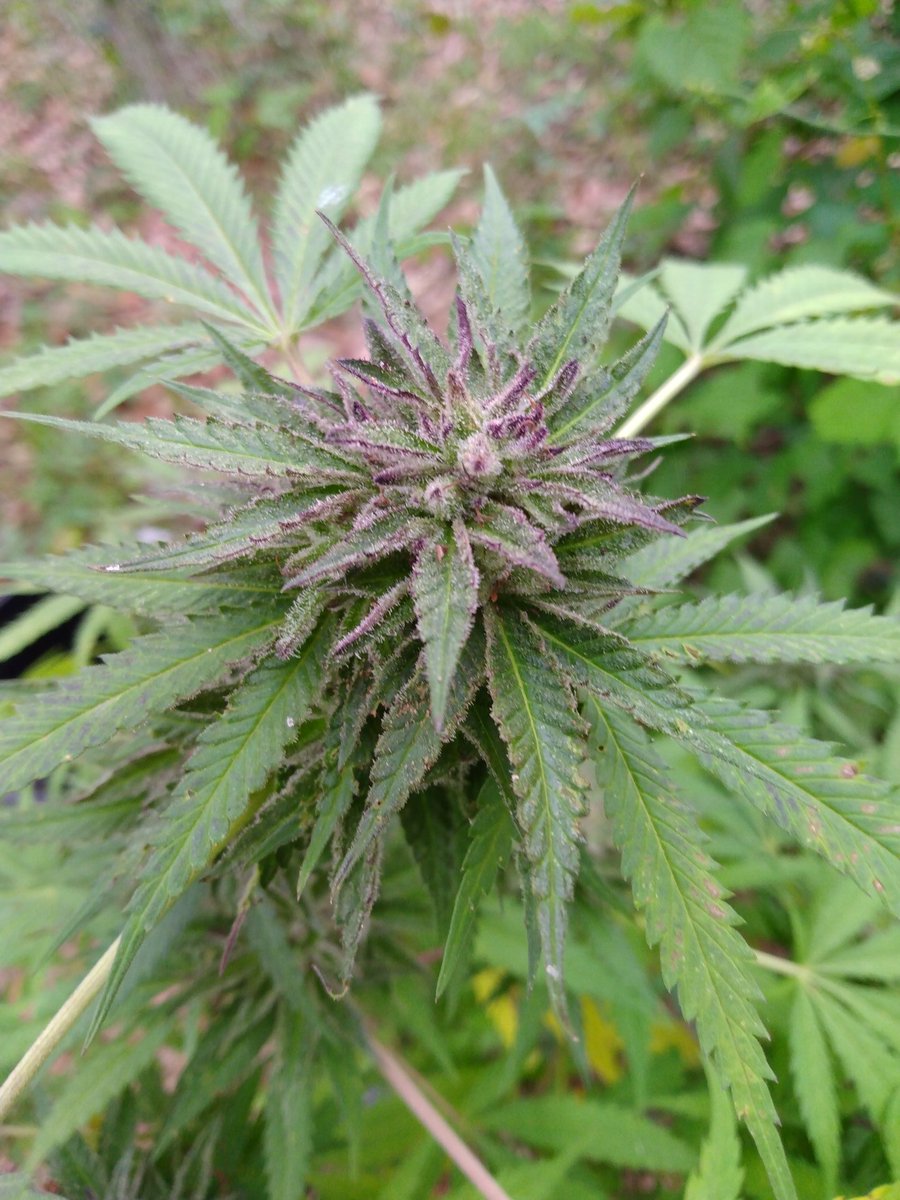 Cannabinoids in Panama Red pot seed