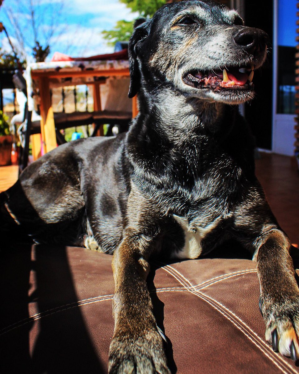 Antonioandet's tweet image. Y luego está el Yang, pasando de todo y tomando el sol. #Ella #Indhira #Love 👬🐾🐾🏡