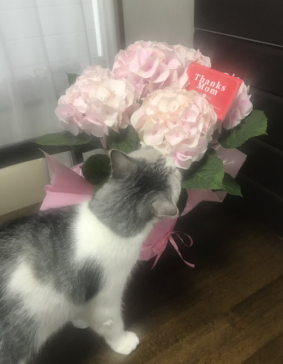 弥栄　菫(やえ⭐︎すみれ) tweet media