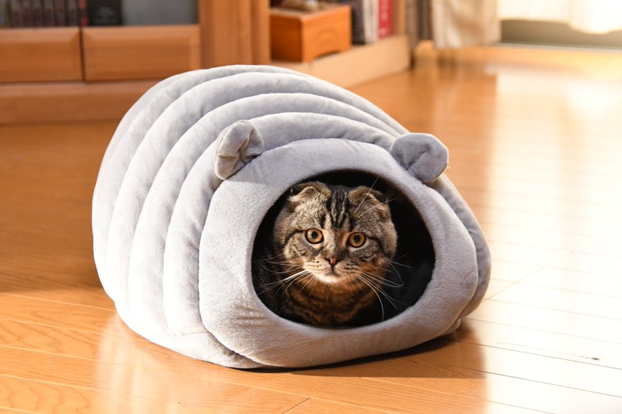 猫好さん必見 捜査一課長に大型新人 ビビと新入り猫について徹底調査 現役の犬猫飼育アドバイザーによる 猫の猫生を本気でアドバイスするブログ