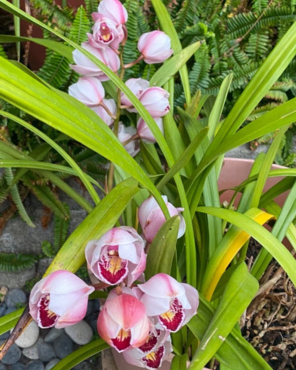 sforchidsociety's tweet photo. Beautiful Cymbidium hybrid from SFOS member Lisa Perla

#cymbidium #cymbidiumhybrid #hybrids #sfos #sforchidsociety #bayareaorchids #cymbidiumflower https://t.co/5qnNv9Vu0t