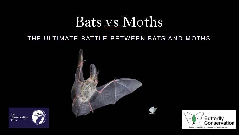 _BCT_'s tweet photo. As part of our preparation for Bats v Trees next week, we've been reviewing our last battle #BatsvsMoths with @BigCButterflies, check out the highlights here: https://t.co/1APc3Xm56v
Register to join us on Wed 20 April to see who wins #BatsvTrees #TeamBat https://t.co/csqgVKdTTO https://t.co/fpTEK0LgDH