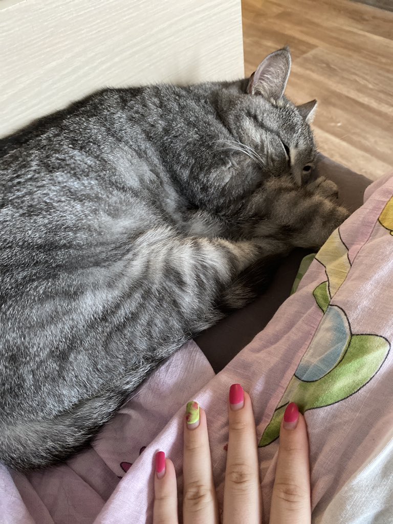 nikapannika's tweet photo. My kitty https://t.co/jVoINSHvRQ