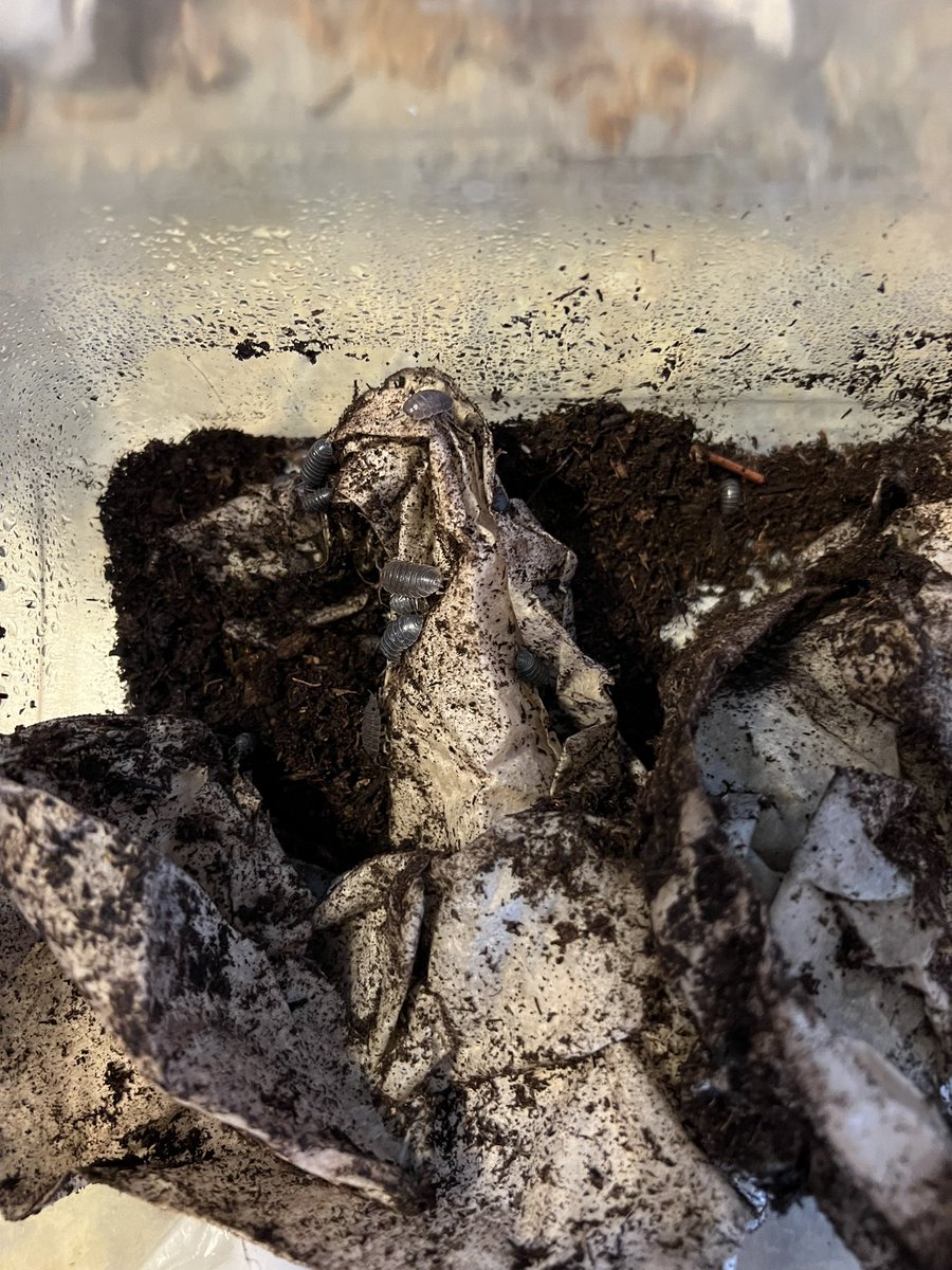 getting ready to teach about sow bugs and pill bugs in science!