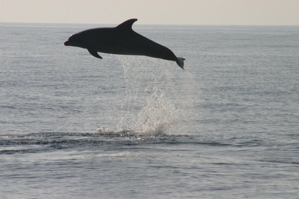 🔵 #WorldDolphinDay Giornata Mondiale dei #delfini 🐬. Rivedi il webinar organizzato dal progetto europeo #LifeDelfi per celebrare la giornata e i trent'anni del @LIFEprogramme e Rete #Natura2000
📍Vai al video 👉youtu.be/h8WhLKobaz0
#LIFEis30 #LIFEproject