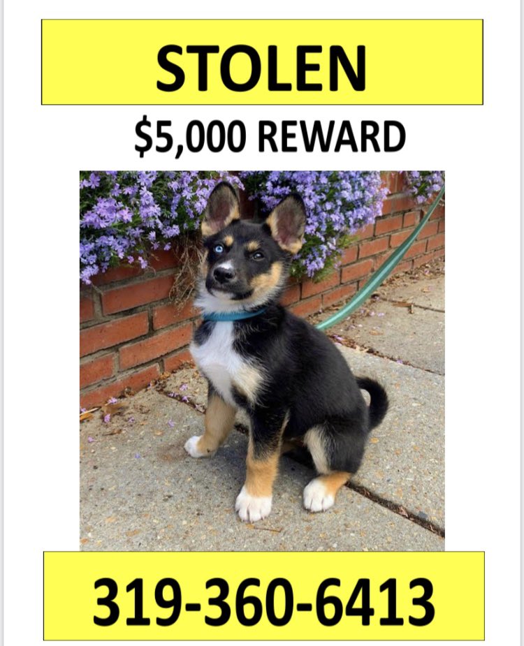 abbysev's tweet image. Offering $5,000 reward for the safe return of our puppy, no questions asked, can meet wherever. He was taken from us at gunpoint yesterday in DC. We just want him home. #SavePablo