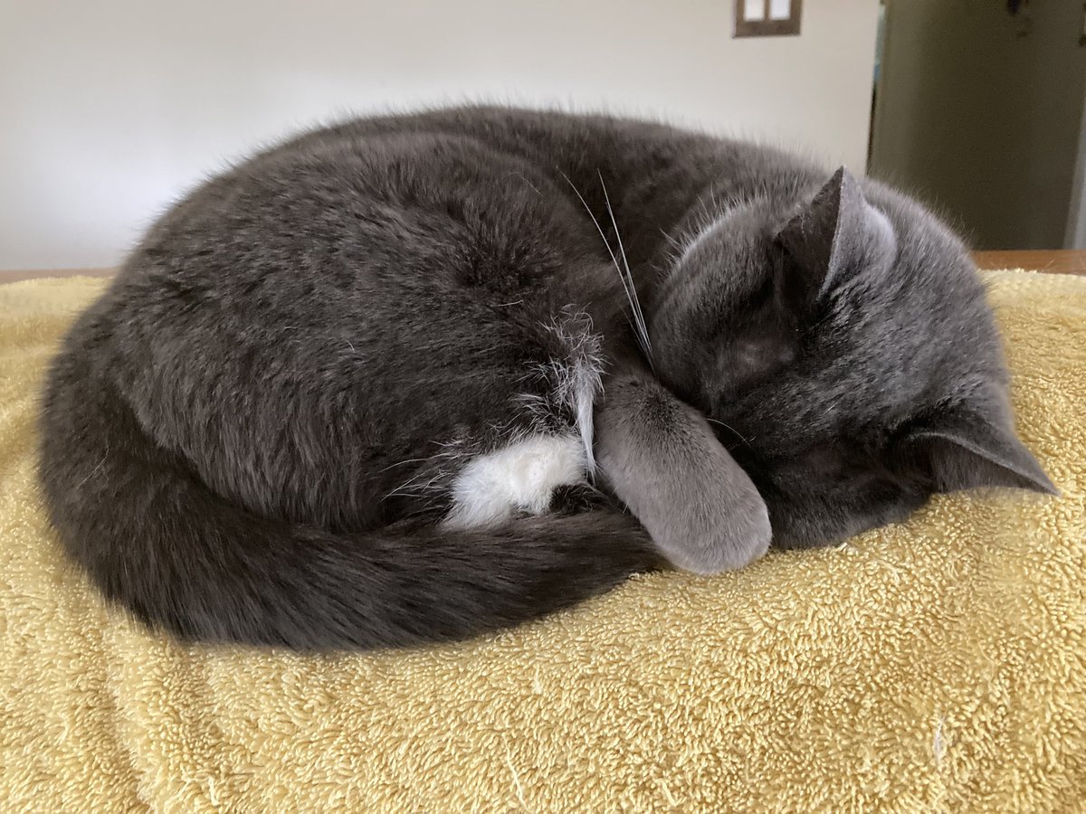 preset1's tweet photo. @KSivachukArt Just emptied my camera. Here’s the last shot on my phone. I txt a picture of the cats to my son almost every day. https://t.co/JtIFEJdmGK