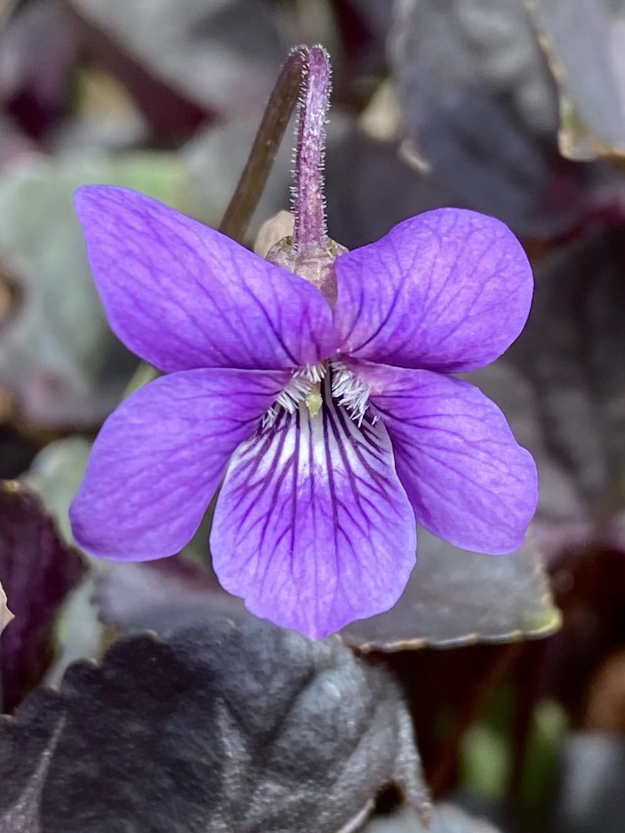 RushforthMike's tweet photo. A lovely day here, lots of sunshine & a gentle breeze. I hope it is as nice wherever you are. #dogviolet #violet #flowers #flowerphotography https://t.co/Nz5QswYXJV
