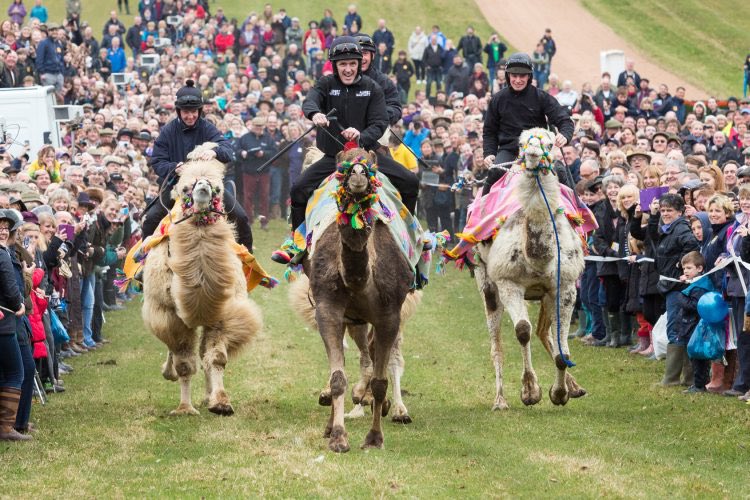 Really looking forward to welcoming you all to @LambournOpenDay tomorrow. Various demonstrations are available at Rhonehurst throughout the morning:- 9.45am, 10.15am, 11.30am Salt Water Treadmill- 11am Schooling in Arena- 11.45am Swimming. Please do come and see us!