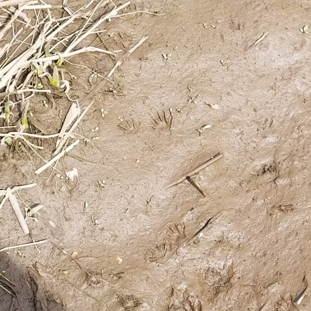 UrbanAdvSquad's tweet image. Name those tracks!

#JuniorRangerAdventureSquad students explored the tidal marsh and studied a beaver lodge and their footprints. 
@KenAqGardens