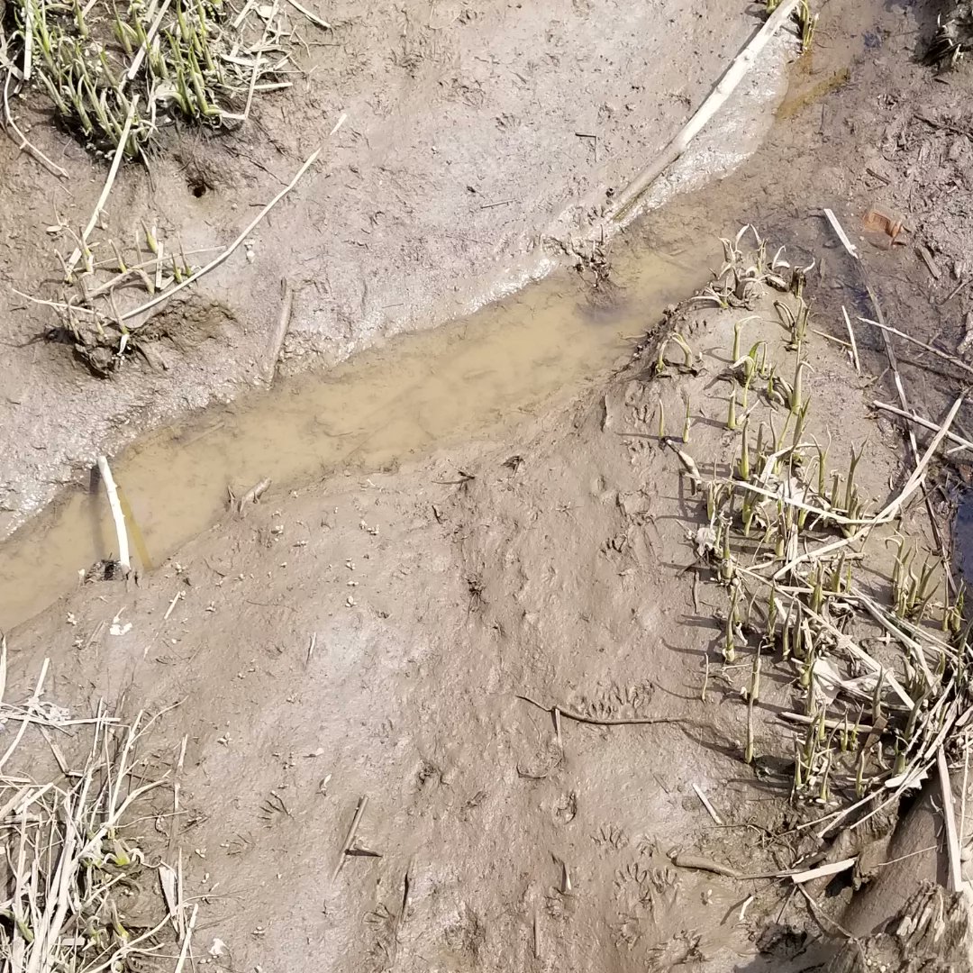 UrbanAdvSquad's tweet image. Name those tracks!

#JuniorRangerAdventureSquad students explored the tidal marsh and studied a beaver lodge and their footprints. 
@KenAqGardens