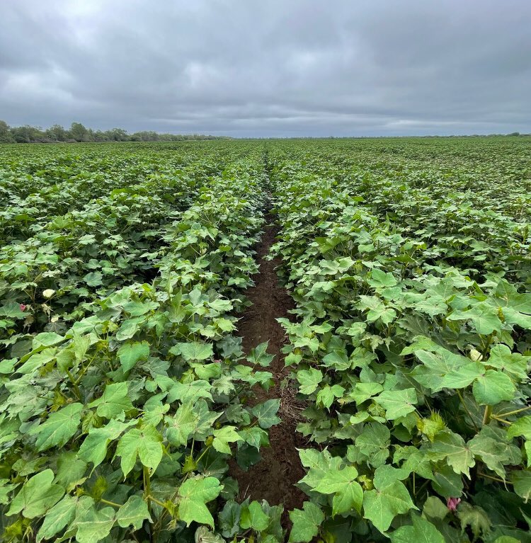 Paraguay 🇵🇾 returns to planting and producing cotton after 2 decades, thanks to advances in John Deere harvester technology. #cotton #Farming