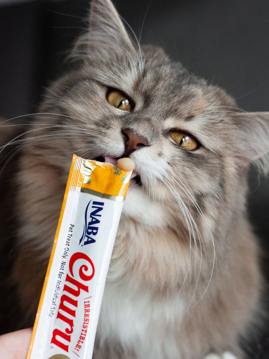 INABA_UK's tweet photo. First mouthful of Churu is meowsome…

#cat #cats #catlover #catlife #CatsOfTwitter #catloversclub #inaba #inabauk #churu #ciaochuru #kitty #kittycat #kittylove #kittycat https://t.co/0ALB8jCMln