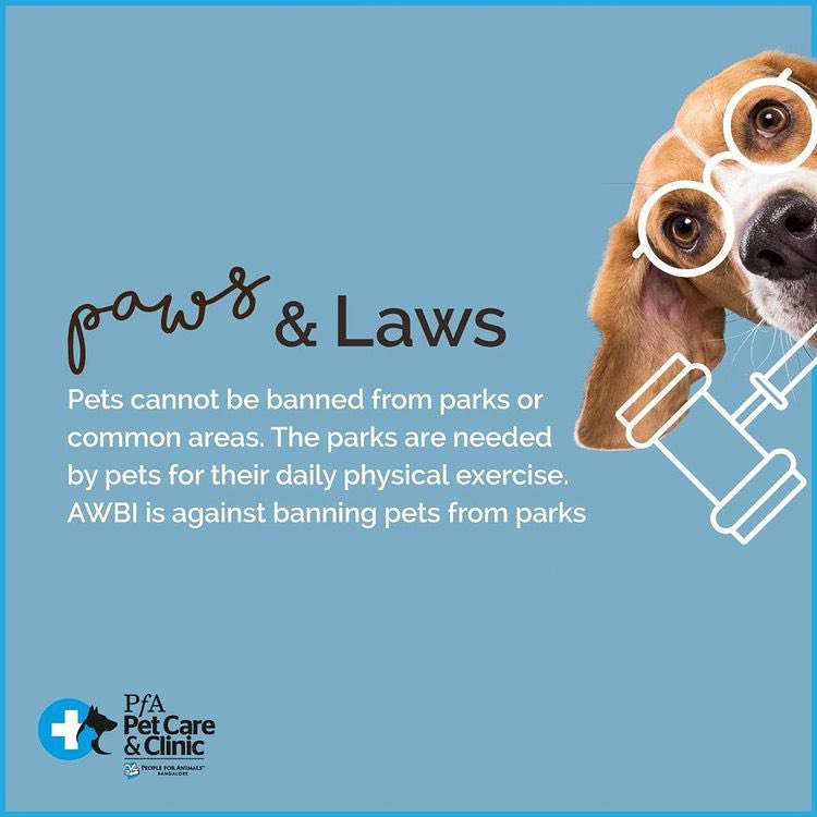 Awbi Guidelines For Feeding Stray Dogs