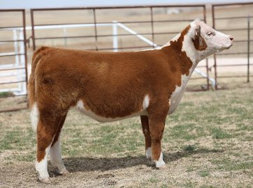 BornRanches's tweet image. April 18th is sale day on @SCOSales ! 7/8 sister to Matador and one of the best out of his dam to date. One of the last of these females to be offered from the now deceased 1001!
Right On x Matadors Momma  

Pedigree can’t be more purple!
